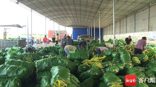 东方冬季瓜菜大批量收摘上市 平均每天畅销农产品3000多吨